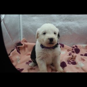 Meet your Posher, Weiping